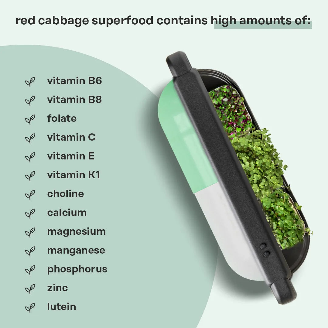 Red Cabbage Superfood (Calcium Booster)